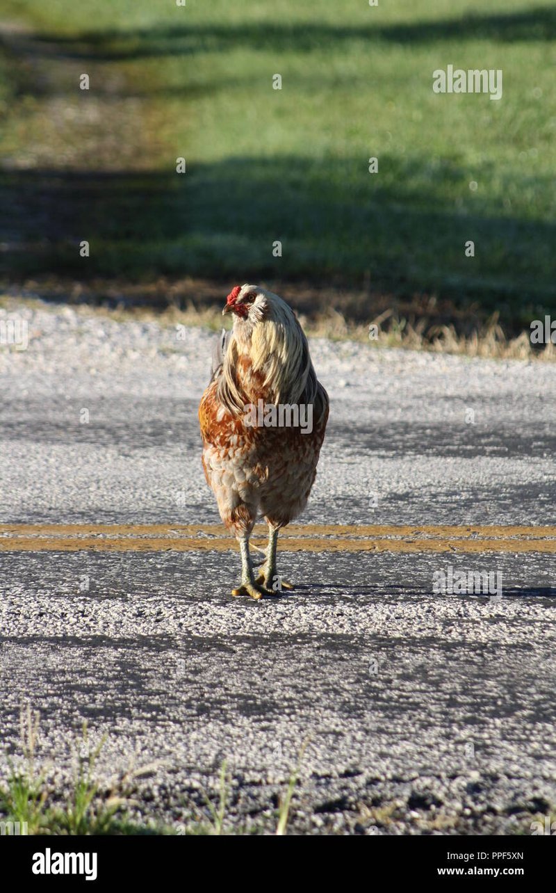 Een Onderstroom: Bekijk het Populaire Chicken Road Gokspel Online Nu Al