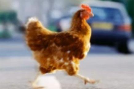 Echt Geld Spelen op de Populaire Chicken Road Gokkast in Nederland